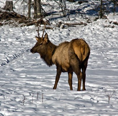 spike bull elk in snow